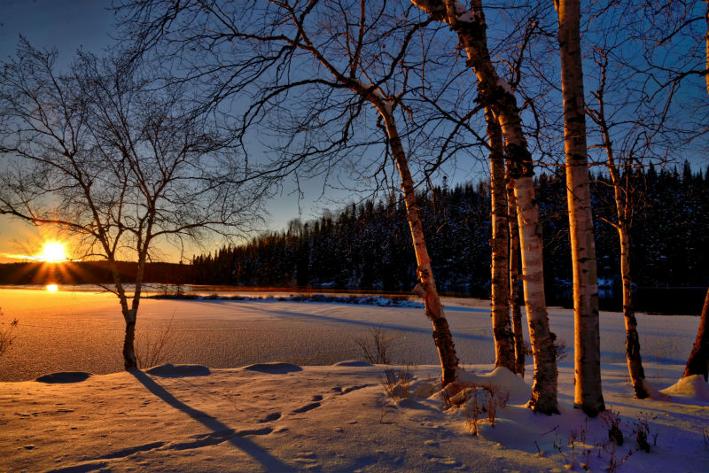 Snow on trees